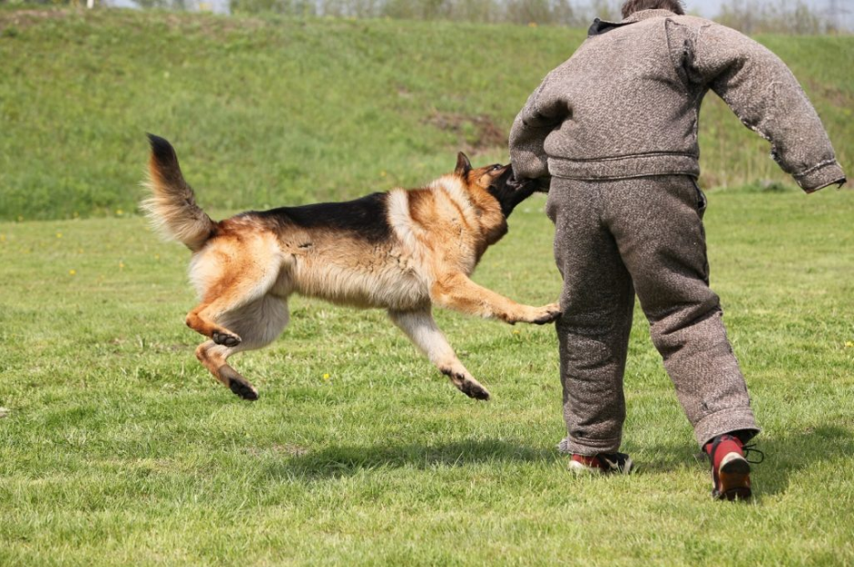 dogmaster trainers